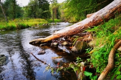 Rosenburg_Kamp_Natur