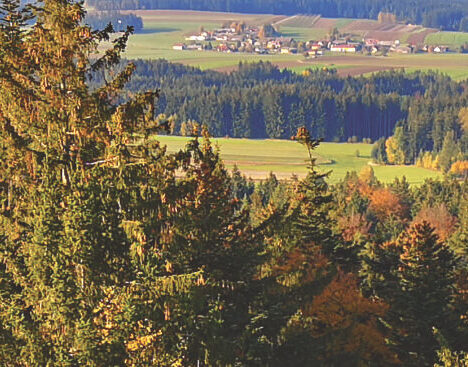 Gigantische Mammutbäume am Eichberg